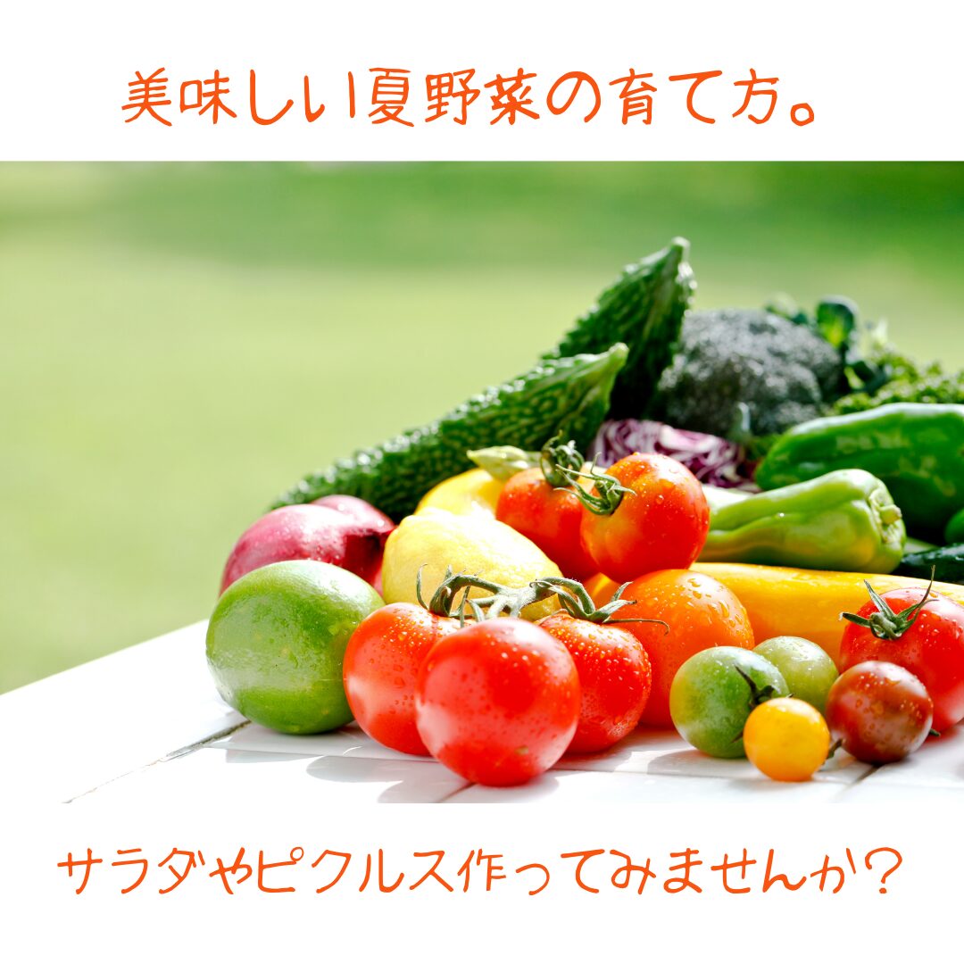 まだ間に合う！？夏野菜の育て方ガイド