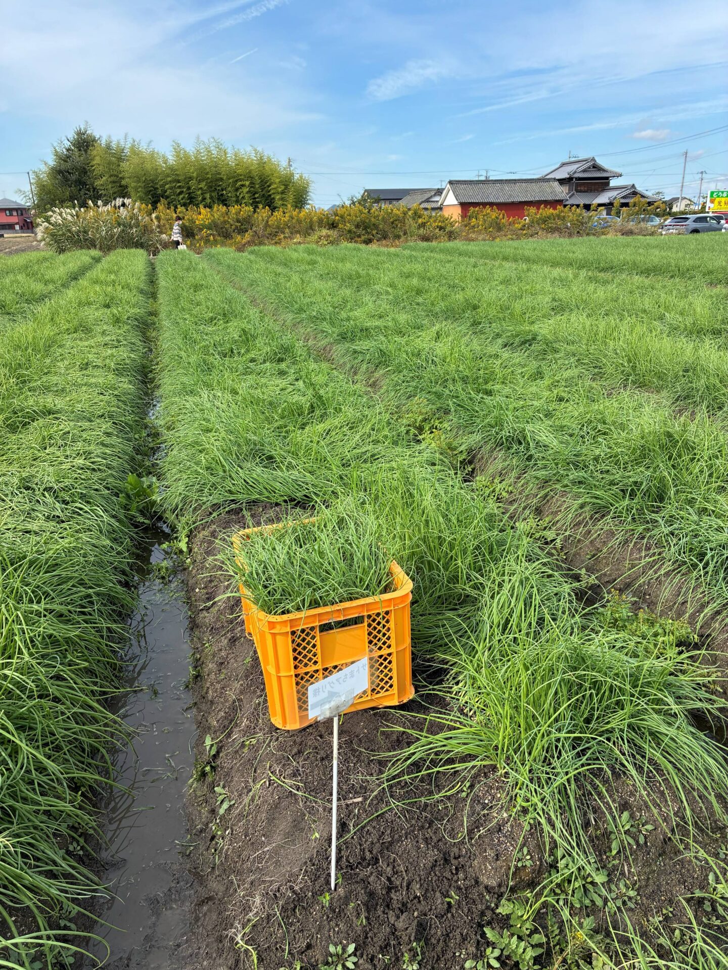 【イベント情報ほか】店舗は次回12/6(土)営業です。