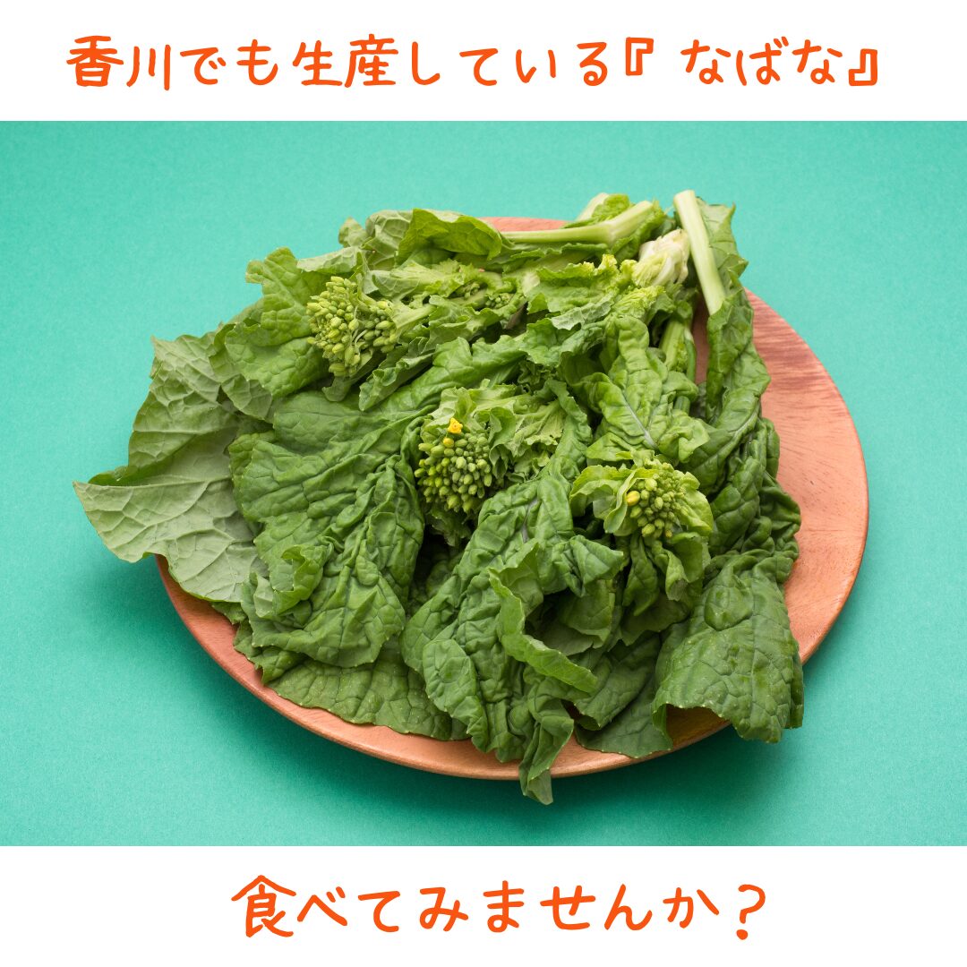 『ほろにが美味しい』なばなの栽培のコツ